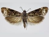 Namasia monitrix